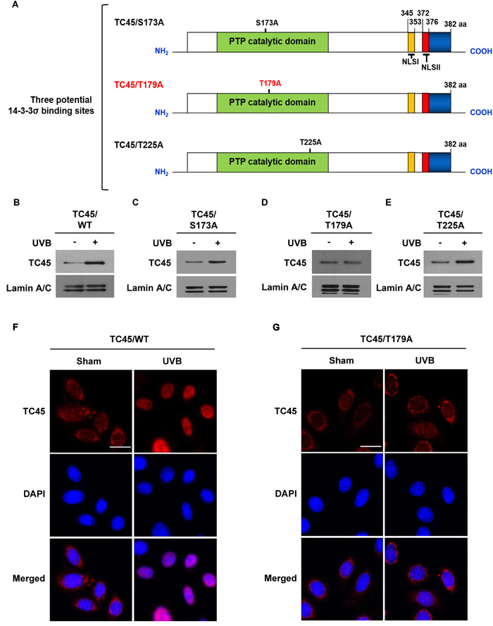 Amino acid residue Threonine 179 is required for TC45 nuclear translocation.