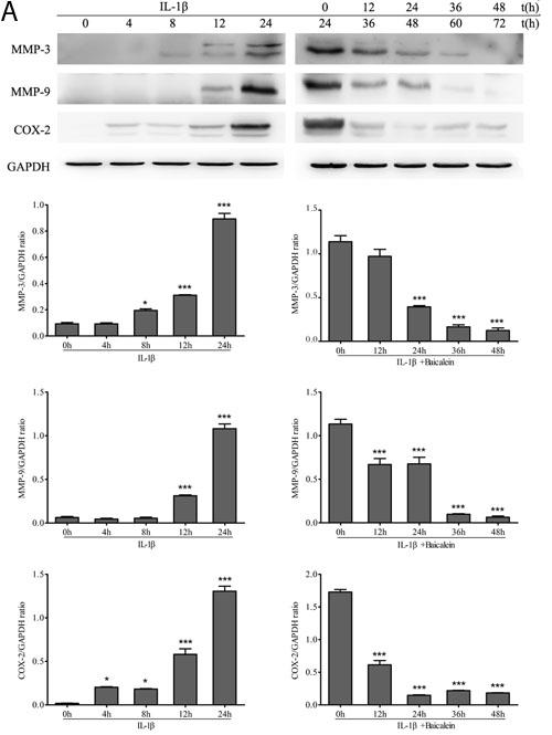 Up-regulation of pro-inflammatory enzymes by IL-1&#x3b2; in chondrocytes is inhibited by baicalein.