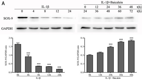 Effects of baicalein on IL-1&#x3b2;-induced inhibition of SOX-9 production in chondrocytes.