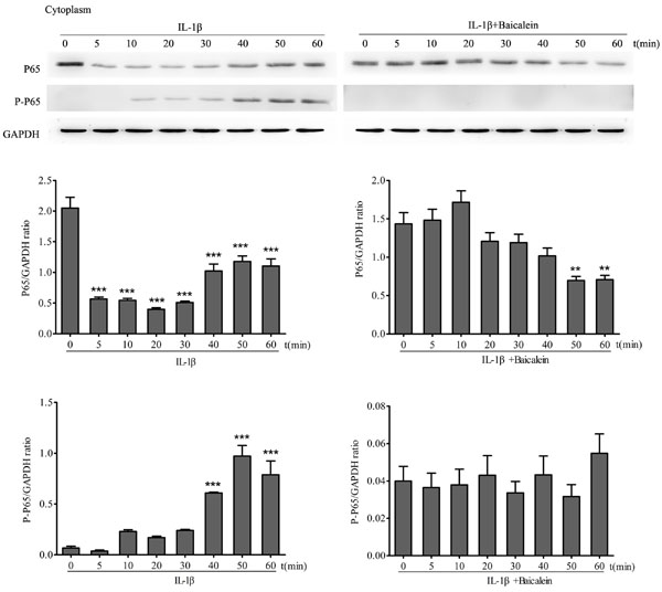 Baicalein inhibits IL-1&#x3b2;-induced phosphorylation and translocation of p65 in cytoplasmic extracts of chondrocytes.