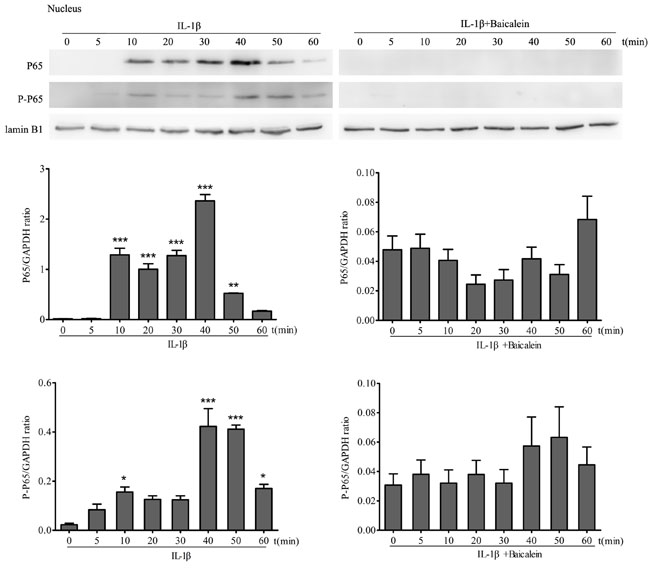 Baicalein inhibits IL-1&#x3b2;-induced phosphorylation and translocation of p65 in nuclear extracts of chondrocytes.