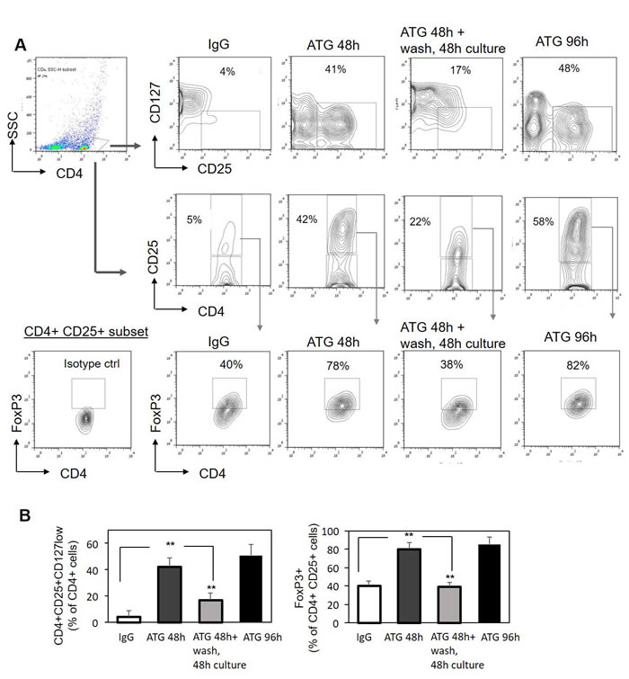 ATG-mediated induction of Treg phenotype is reversible.