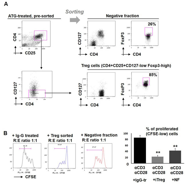 Effect of sorted iTreg cells on T cell proliferation.