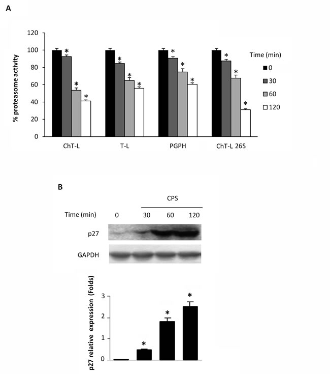 CPS inhibits cellular proteasome activity.