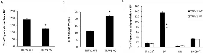 Increased basal levels of apoptotic thymocytes and reduced total thymocyte number in TRPV1 KO mice.