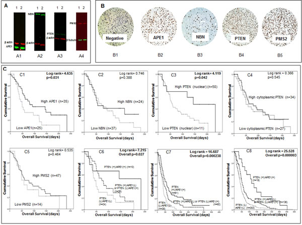 A Western blots demonstrate expression of