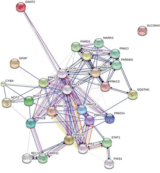 Protein network depicting interactions among protein kinase C variants and their potential substrates.
