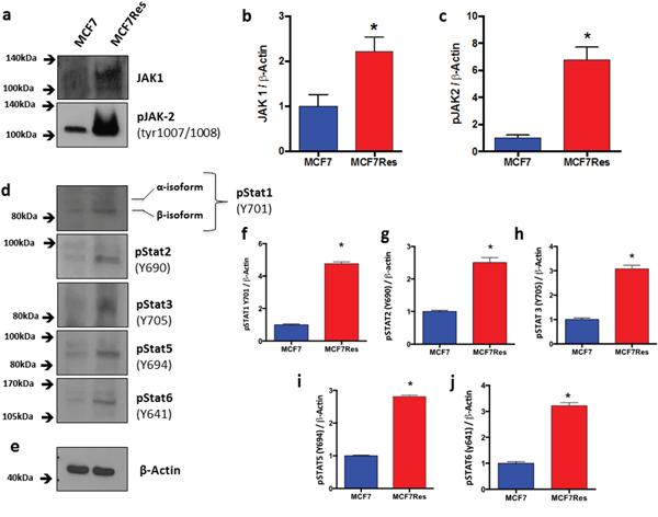 Differential JAK-STAT signaling involvement.