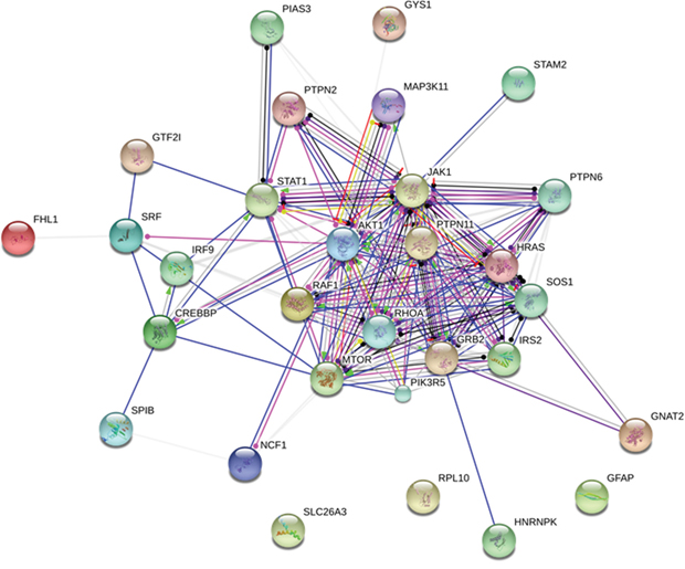 Protein network depicting interactions among Jak-Stat signaling pathway proteins (extracted from KEGG) and proteins found with altered phosphorylation profiles.