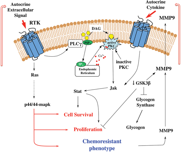 Signal transduction mechanisms involved in the resistance of breast tumor cells.