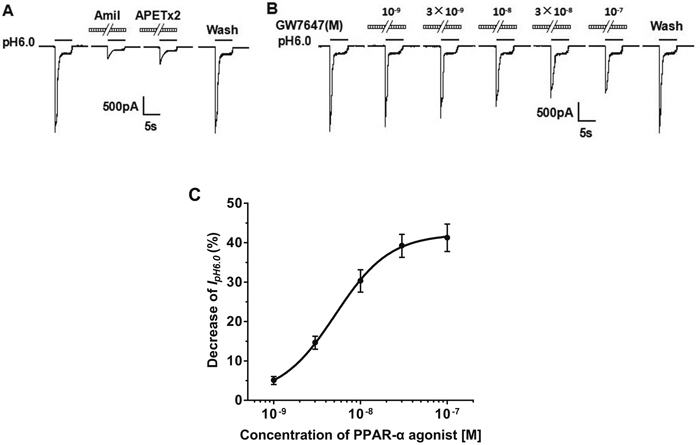 Concentration-dependent inhibition of the proton-gated currents by PPAR-&#x03B1; agonist in rat DRG neurons.