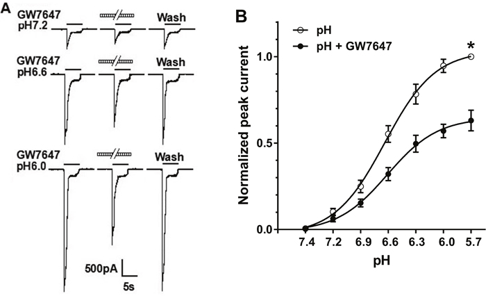 Concentration-response relationship for proton with or without the pre-application of GW7647.