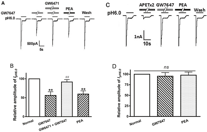 Involvement of PPAR-&#x03B1; in GW7647 inhibition of proton-gated currents.
