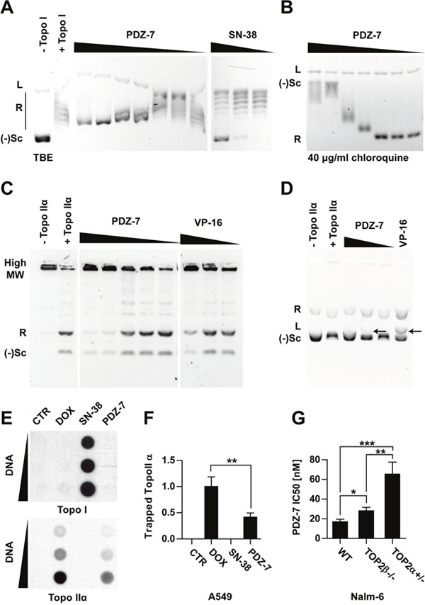 Anthrapyridazone PDZ-7 is topoisomerase II&alpha; inhibitor.