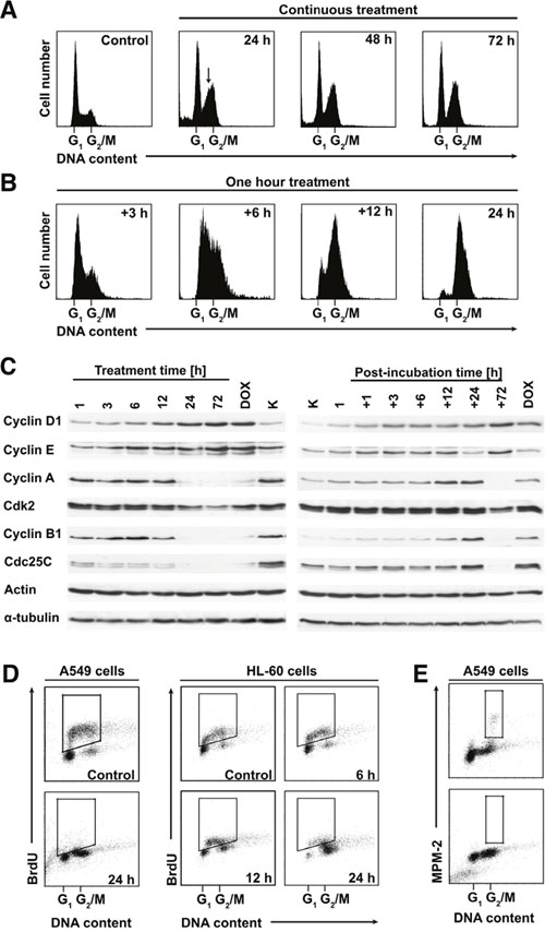 PDZ-7 induces unusual perturbations in cell cycle.