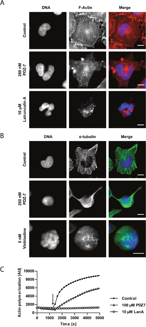 PDZ-7 causes cytoskeleton destabilization in A549 cells.