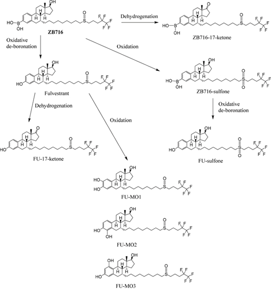 The oxidative metabolic pathways of ZB716 in liver microsomes.