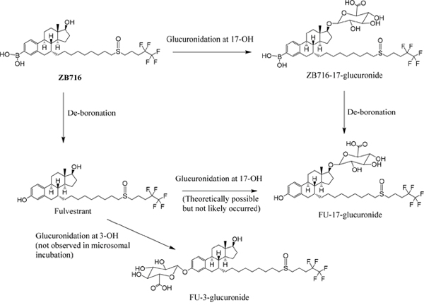 The glucuronidation of ZB716 in liver microsomes and UGT.
