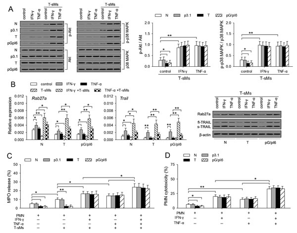 IFN-&#x3b3; and TNF-&#x3b1; resume the antitumor potential of neutrophils.