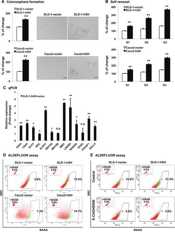 Forced expression of hGH promoted CSC-like behavior in CRC cells in a manner dependent on E-CADHERIN repression.