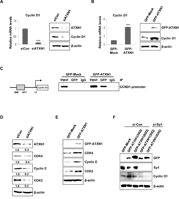 ATXN1-mediated regulation of cyclin D1 and cell cycle-associated proteins.