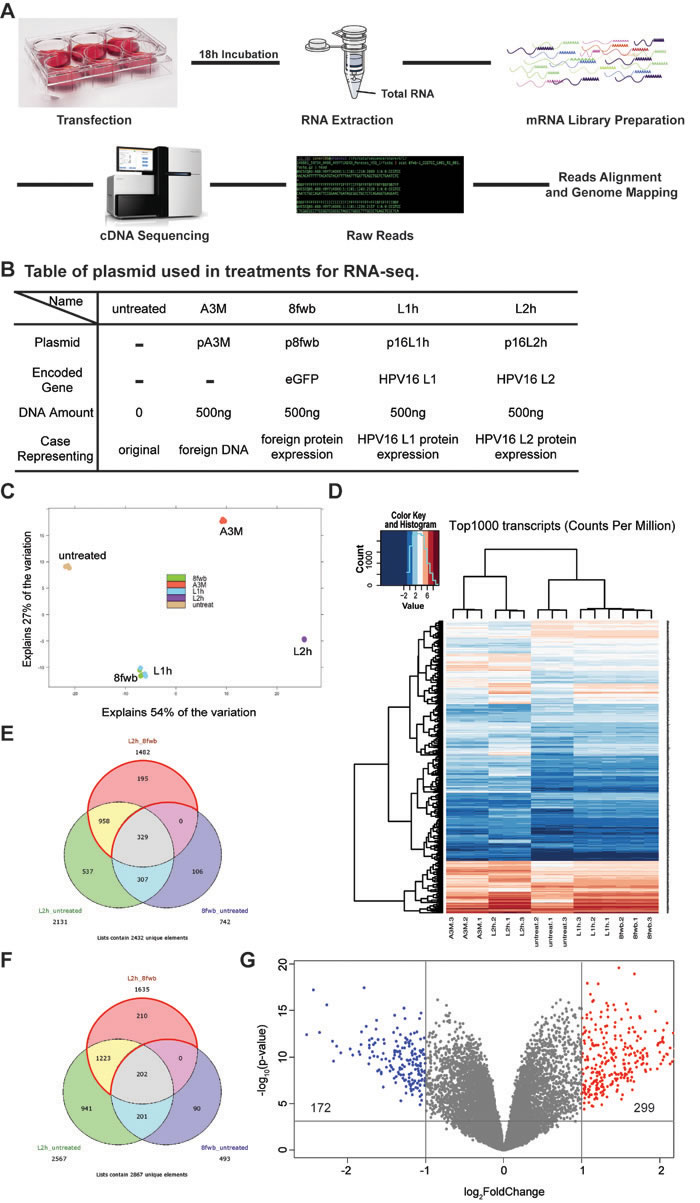 Expression of HPV16 L2 leads to up-regulation of 299 genes and down-regulation of 172 genes.