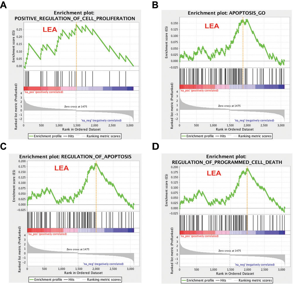 Cell proliferation and apoptosis related gene sets response to 16L2 expression.
