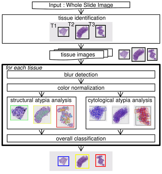 Structure of the automated colorectal classification scheme