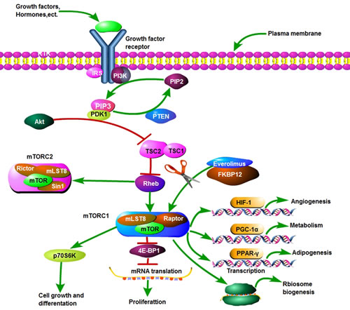 The PI3k-Akt-mTOR pathway.