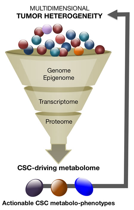 CSC metabolomics reducing and exploiting the high-dimensional complexity of tumor heterogeneity.