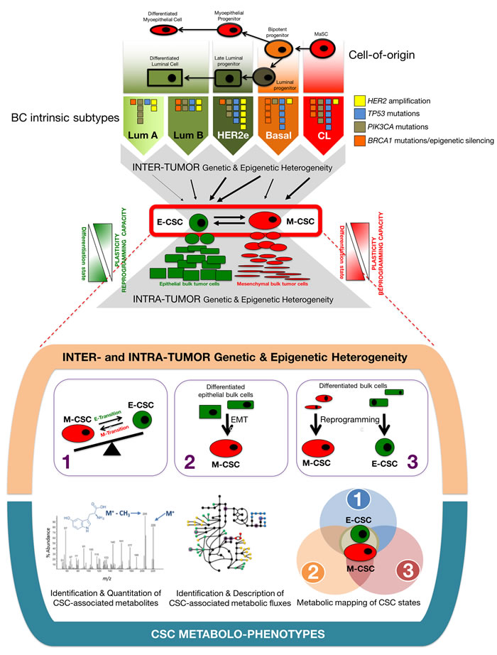 Breast cancer: A proof-of-concept test bed to connect CSC-driven tumor heterogeneity with discrete CSC metabolic maps.