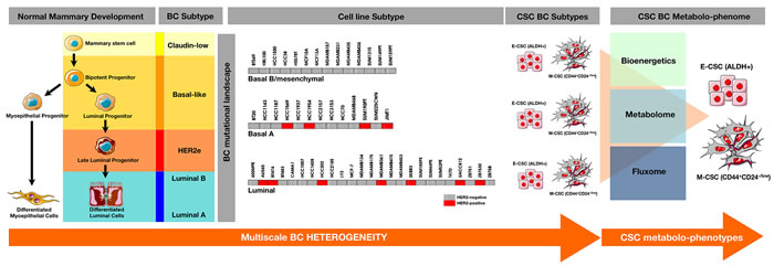 Comprehensive characterization of the CSC-associated metabolic traits across the spectrum of intrinsic breast cancer subtypes.