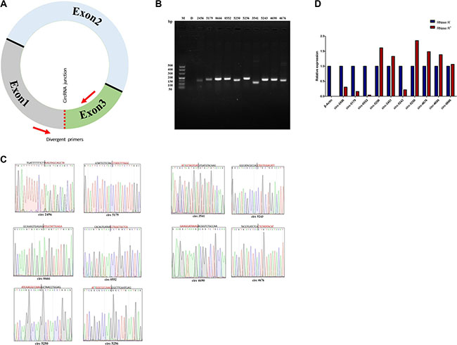 Verification of circRNAs data from RNA-sequencing.