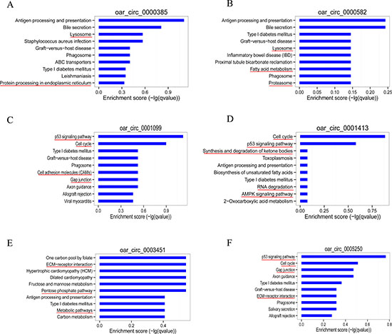 Bioinformatics analysis of circRNA-miRNA-mRNA network with potentially effective circRNAs.