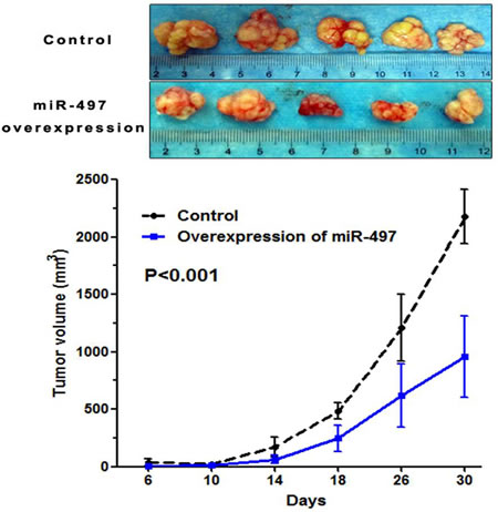 MiR-497 suppressed tumor growth in vivo.