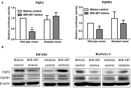 MiR-497 directly inhibited the expression of FGF2 and FGFR1 by binding to the 3&#x2032;-UTR.