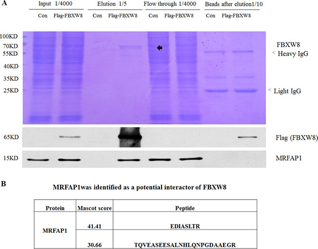 Proteomics screen identified MRFAP1 as a potential binding partner of Cul7/FBXW8 E3 ligase complex.