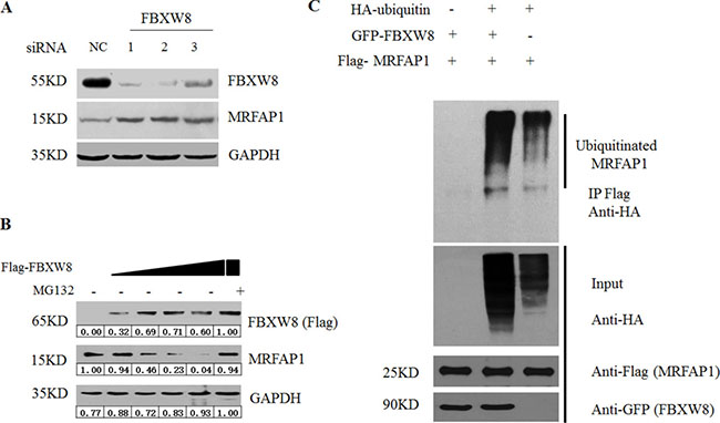 FBXW8 regulates MRFAP1 ubiquitination and degradation.