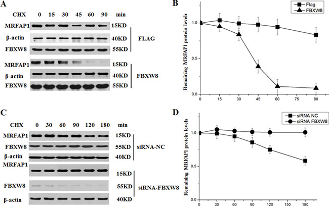 FBXW8 regulates the stability of MRFAP1.
