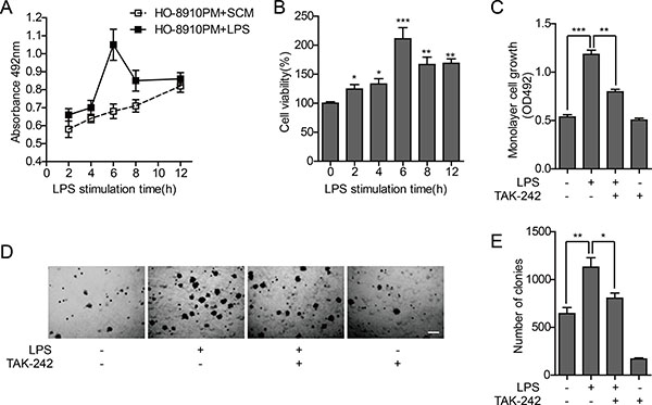 Effect of TLR4 on proliferation ability of HO-8910PM cells.