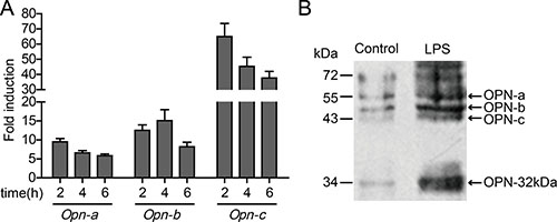 Effect of TLR4 on OPN expression in HO-8910PM cells.