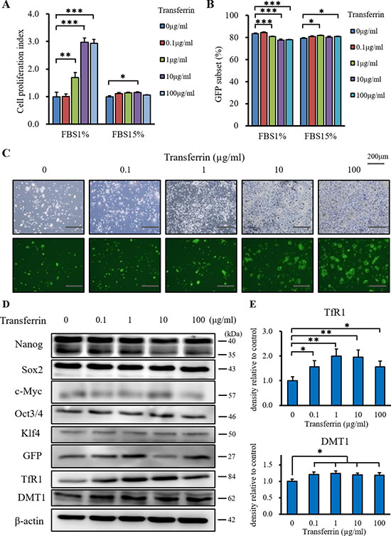 The additional effect of transferrin (Holo) on miPS-LLCcm cells in vitro.