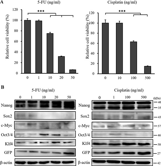 XTT cell proliferation assay and western blot analysis of miPS-LLCcm cells following 5-FU and cisplatin treatment.