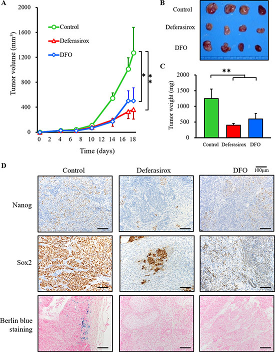 Iron chelators suppressed the growth of CSC tumor allografts and suppressed stemness marker expression.