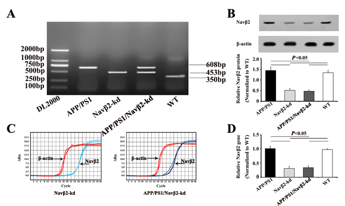 APP/PS1/Nav&#x3b2;2-kd transgenic mouse production.