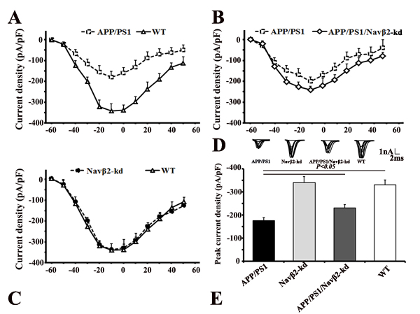 Nav&#x3b2;2 knockdown recovered sodium currents in APP/PS1 Tg mice.