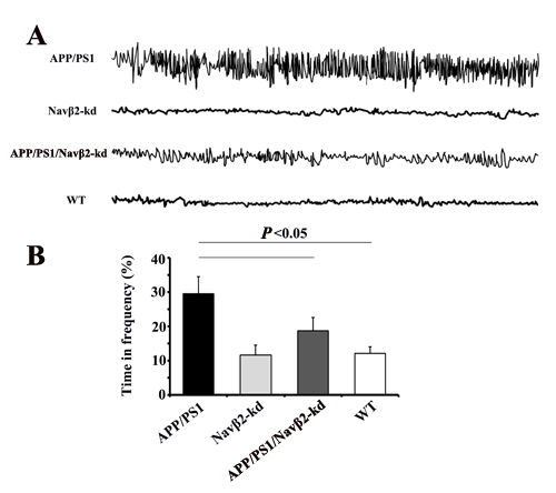 Nav&#x3b2;2 knockdown reversed aberrant neuronal activity in APP/PS1 mice.