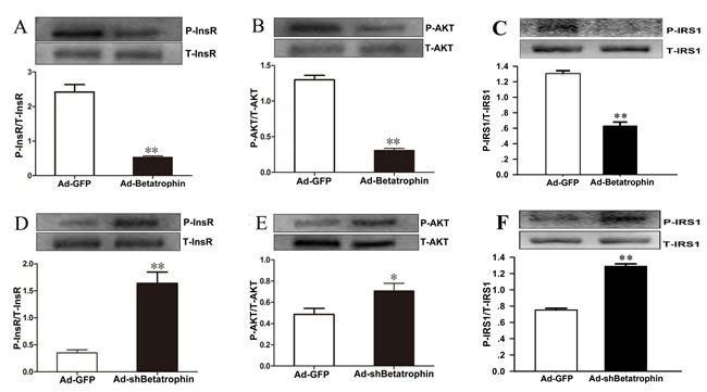 The effects of betatrophinexpression on insulin signaling in hepatocytes with insulin stimulation.