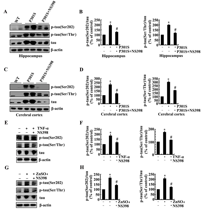 NS398 treatment decreases the phosphorylation of tau at the sites of Ser 202 and Ser 400/Thr 403/Ser 404 in 6-month-old Tau