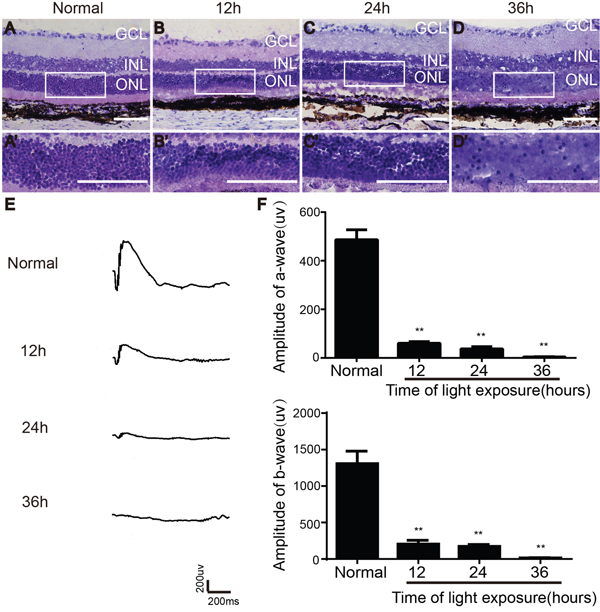 Effect of light exposure on retinal morphology and function in LE rats.